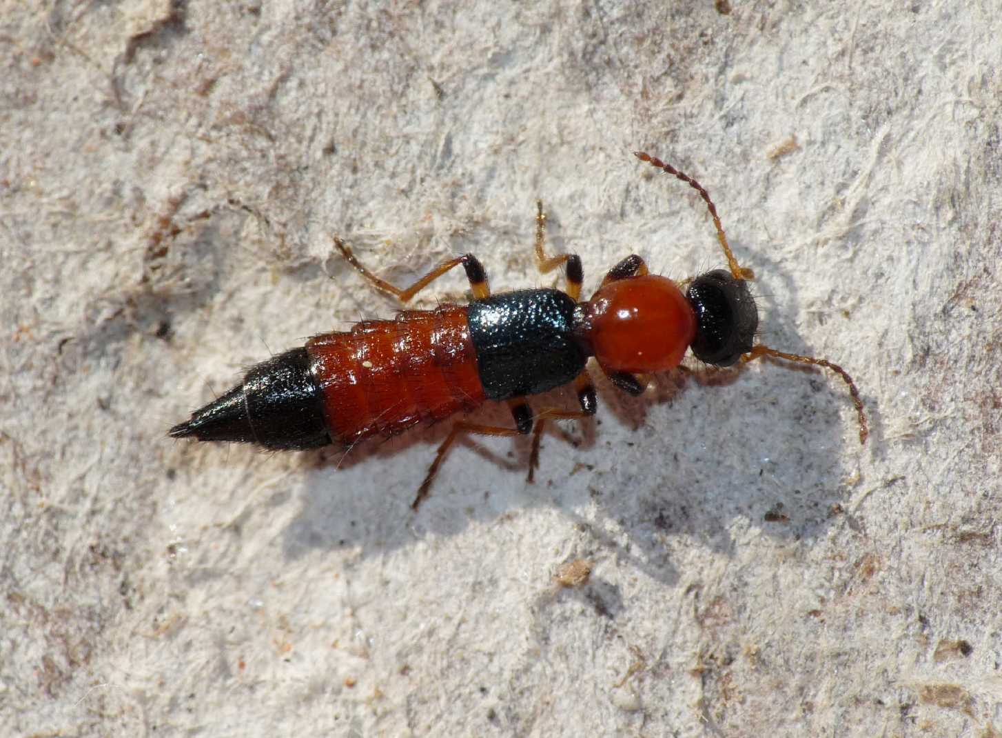 Paederus littoralis